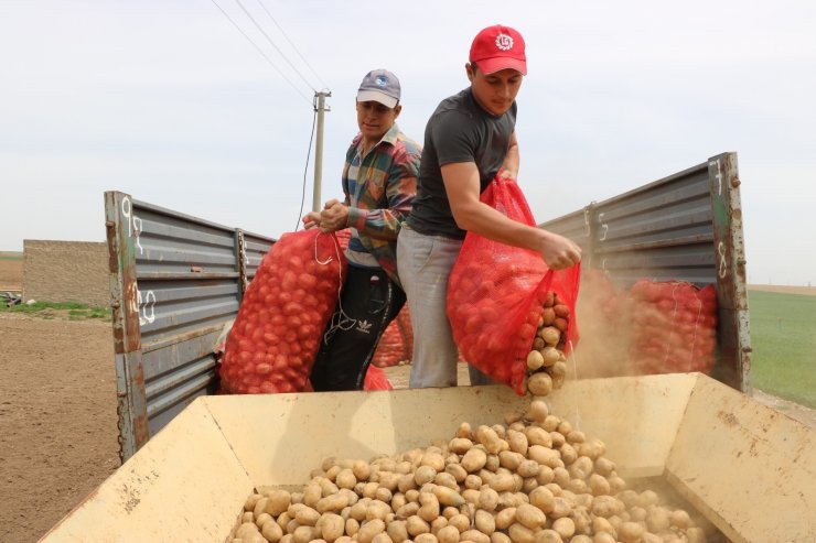 Niğde’de patates ekimi başladı