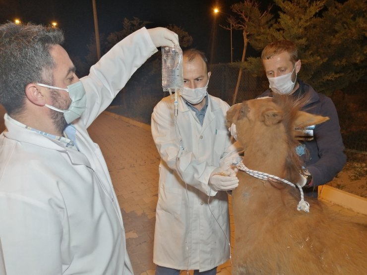 Çiftçinin tarlasında bulduğu yaralı tay tedavi altına alındı