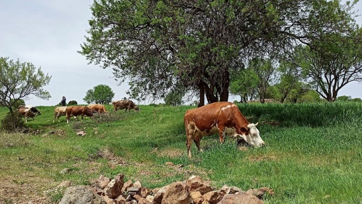 Baharın gelişiyle meralar hayvanlarla süslendi