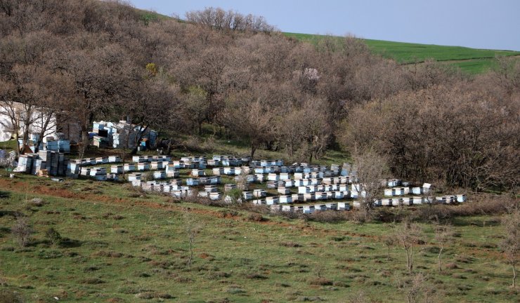 Karadeniz Bölgesinin gezginci arıcıları Bozok yaylasında