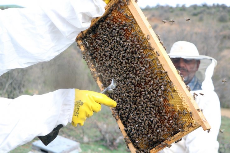 Karadeniz Bölgesinin gezginci arıcıları Bozok yaylasında