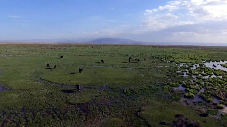 Tam kapanmayı doğa ile iç içe geçiriyorlar