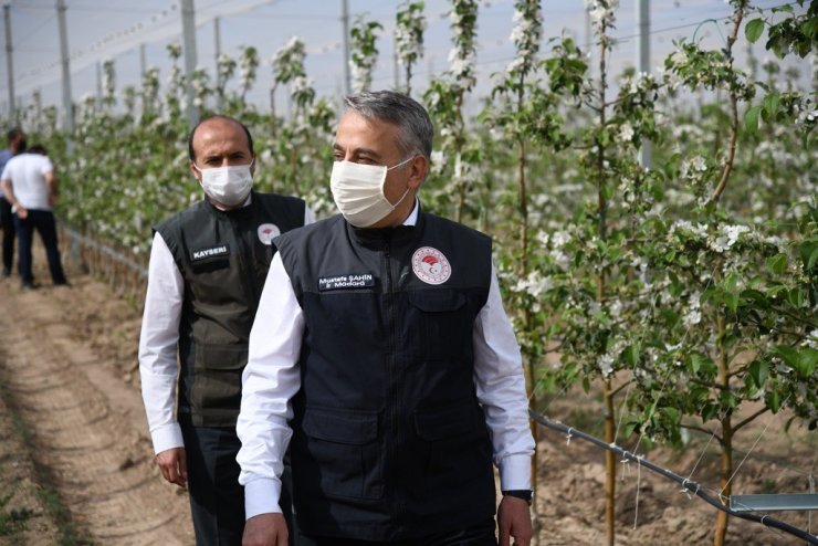 Kayseri elma yetiştiriciliğinde 5. sırada