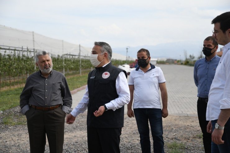 Kayseri elma yetiştiriciliğinde 5. sırada