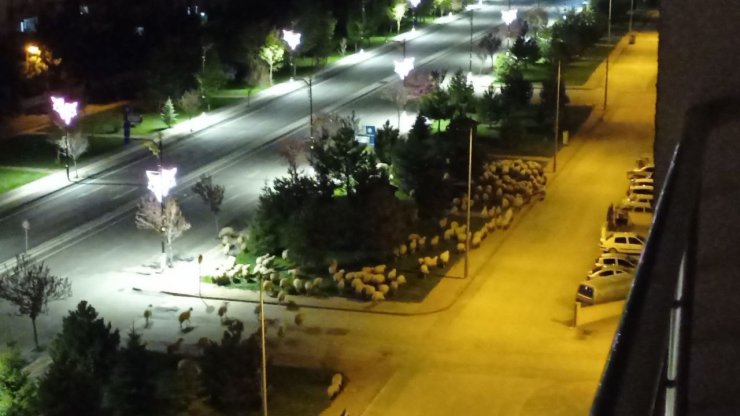 Pandemide boş kalan park koyunlara mera oldu