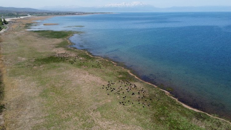 Bir zamanlar göldü, şimdi hayvanlar otluyor