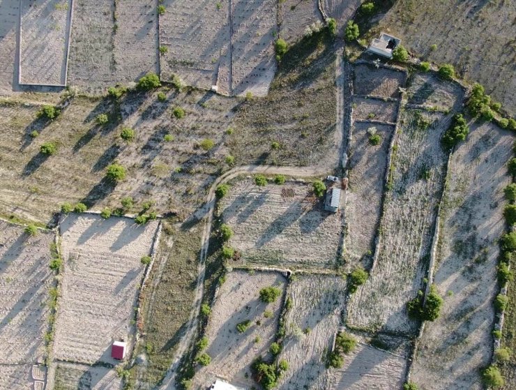 Üzümüyle meşhur İncesu’da bağlar yeşerdi