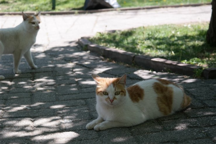 Tam kapanmada parklar ve caddeler onların oldu