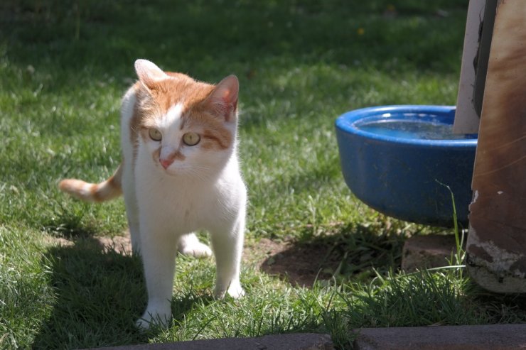 Tam kapanmada parklar ve caddeler onların oldu