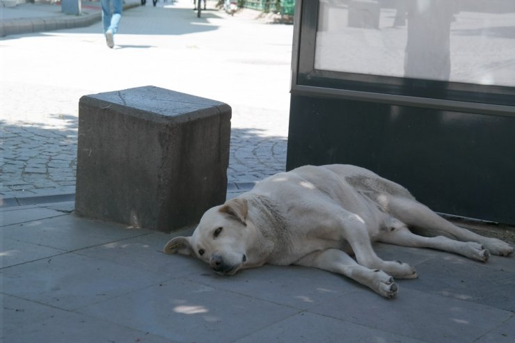 Tam kapanmada parklar ve caddeler onların oldu