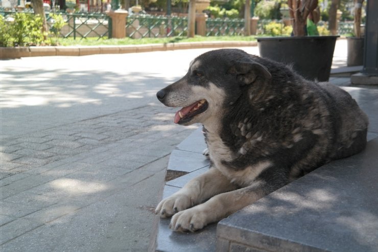 Tam kapanmada parklar ve caddeler onların oldu