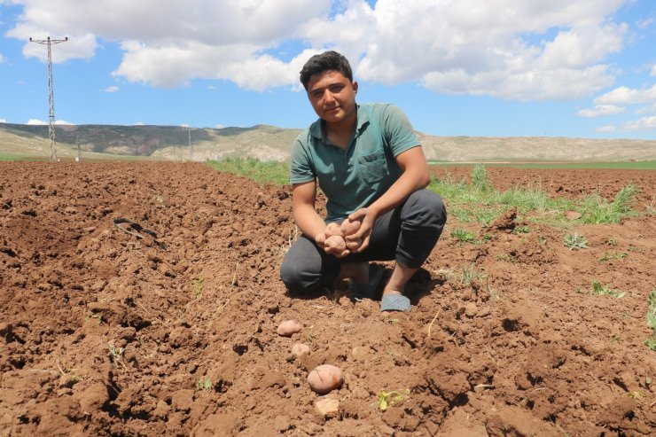 Patates üretiminde ilk sıralarda olan Sivas’ta tohumlar toprakla buluştu