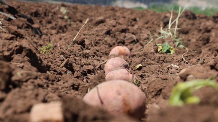 Patates üretiminde ilk sıralarda olan Sivas’ta tohumlar toprakla buluştu