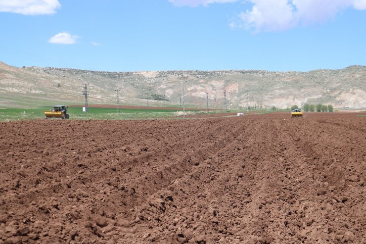 Patates üretiminde ilk sıralarda olan Sivas’ta tohumlar toprakla buluştu