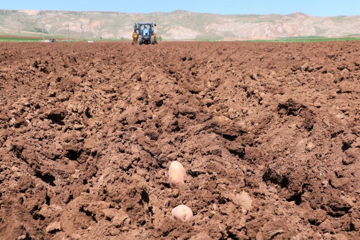 Patates üretiminde ilk sıralarda olan Sivas’ta tohumlar toprakla buluştu