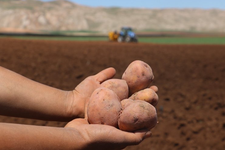 Patates üretiminde ilk sıralarda olan Sivas’ta tohumlar toprakla buluştu