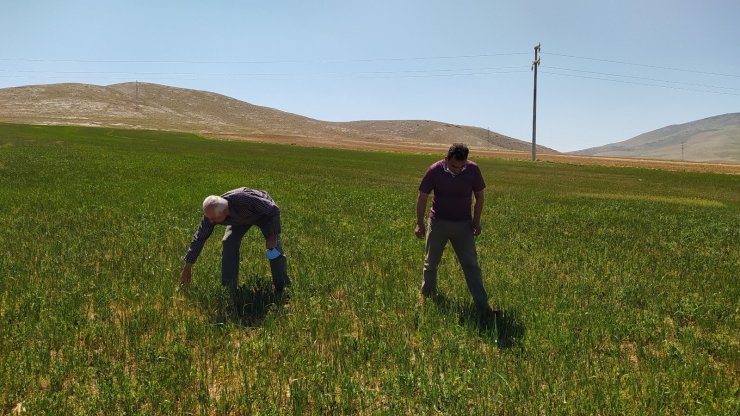 Çiftçileri kuraklık korkusu tedirgin ediyor