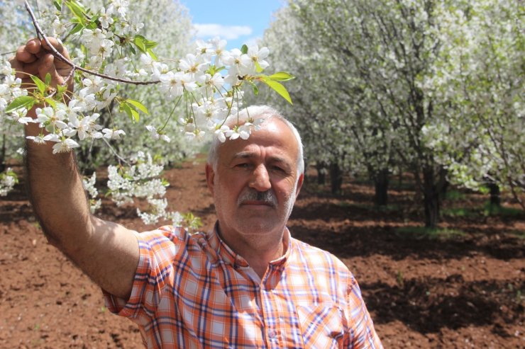 Çiçek açan vişne ağaçları görsel ziyafet sundu