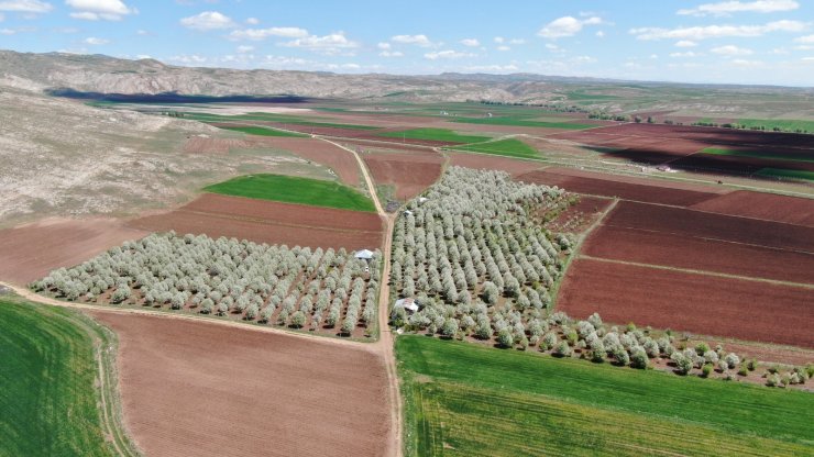 Çiçek açan vişne ağaçları görsel ziyafet sundu