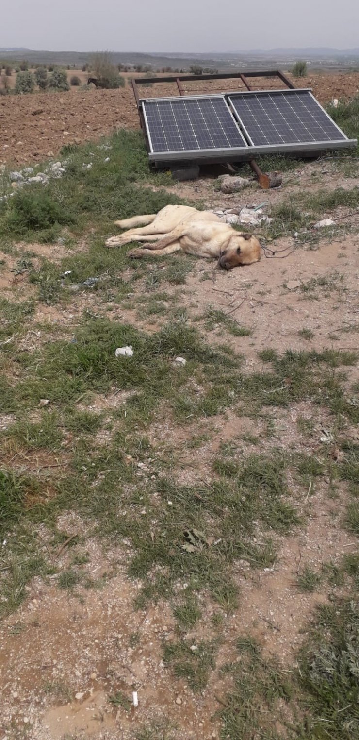 Çoban köpeklerinin eş zamanlı zehirlendiği iddiası