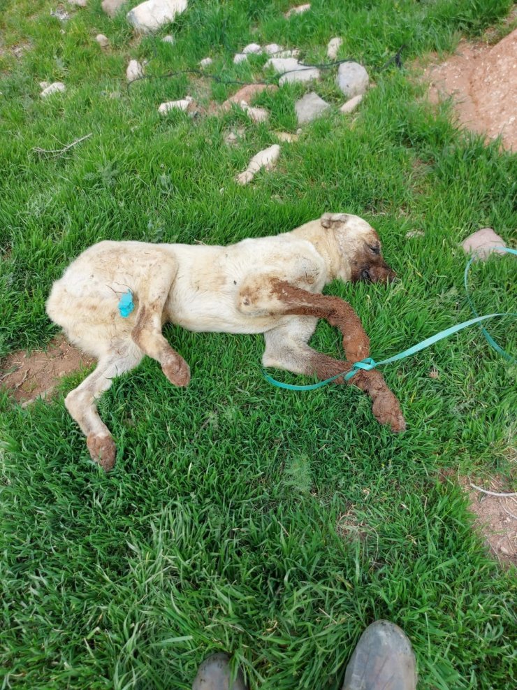 Çoban köpeklerinin eş zamanlı zehirlendiği iddiası