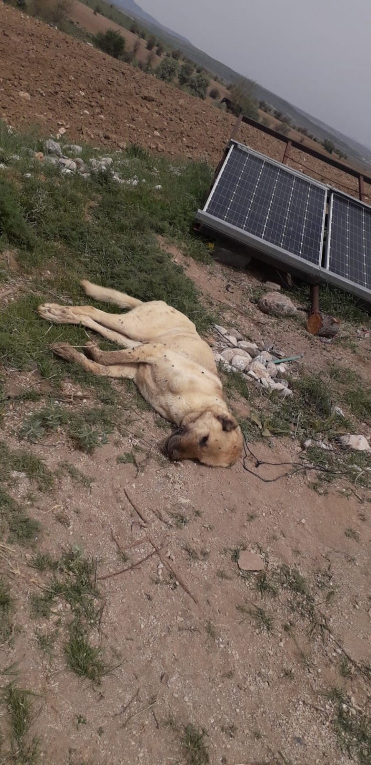 Çoban köpeklerinin eş zamanlı zehirlendiği iddiası