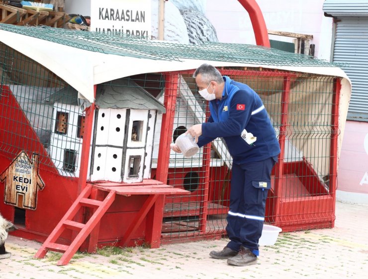 Konya’da sokak hayvanları tam kapanmada emin ellerde