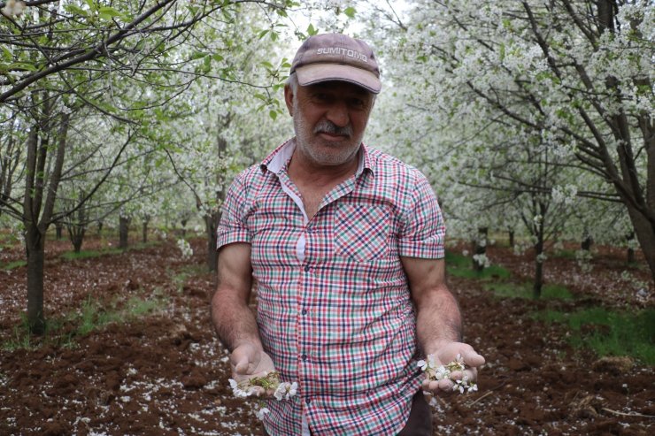 Fırtına meyve bahçelerini vurdu, yüzde 25 ürün kaybından endişe ediliyor