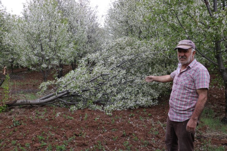 Fırtına meyve bahçelerini vurdu, yüzde 25 ürün kaybından endişe ediliyor