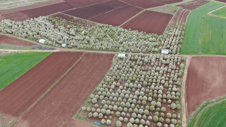 Fırtına meyve bahçelerini vurdu, yüzde 25 ürün kaybından endişe ediliyor