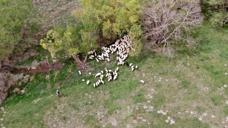 Sivas’ta ilkbaharın gelmesiyle yeşile bürünen meralar koyunlarla buluştu