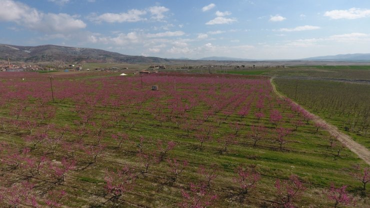 Baharın gelmesiyle çiçek açan binlerce meyve ağacı görsel şölen oluşturdu