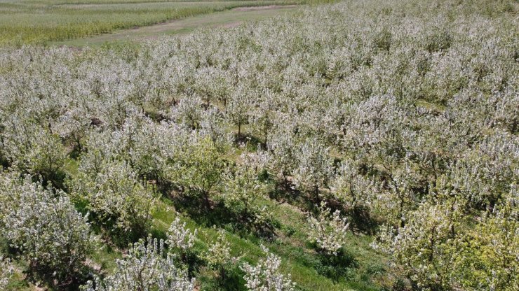 Baharın gelmesiyle çiçek açan binlerce meyve ağacı görsel şölen oluşturdu