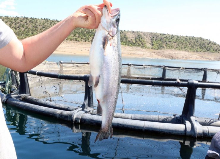 Başaramazsın dediler, o denizi olmayan Bozkırda yılda 60 ton balık üretti