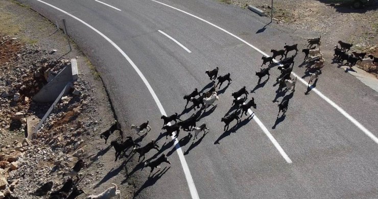 Konya’da oğlakların annelerine kavuşması renkli görüntüler oluşturdu