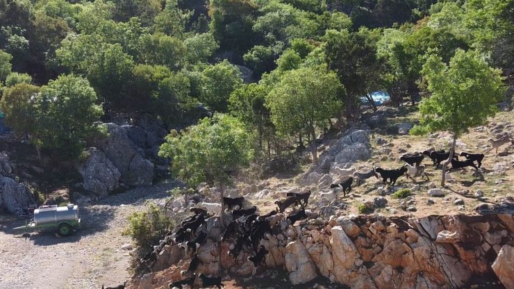 Konya’da oğlakların annelerine kavuşması renkli görüntüler oluşturdu