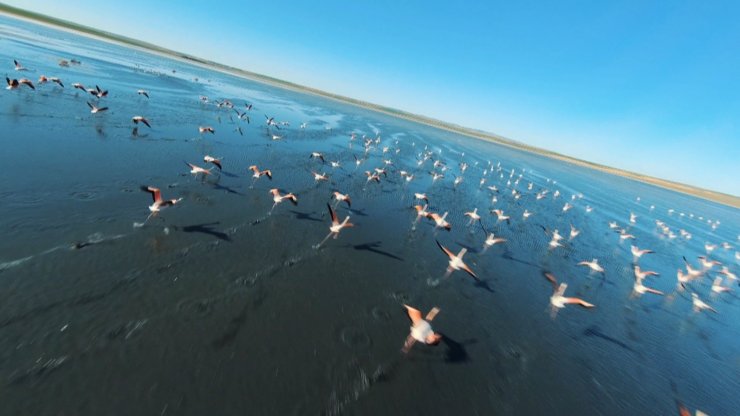 Kuş cenneti Düden Gölü’nde flamingolardan görsel şölen