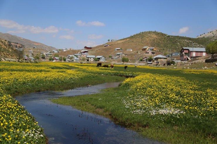 Düğün çiçekleri yaylaları sarıya boyadı