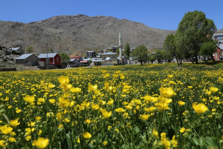 Düğün çiçekleri yaylaları sarıya boyadı