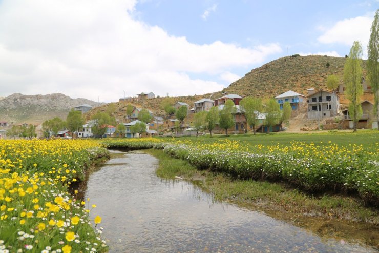 Düğün çiçekleri yaylaları sarıya boyadı