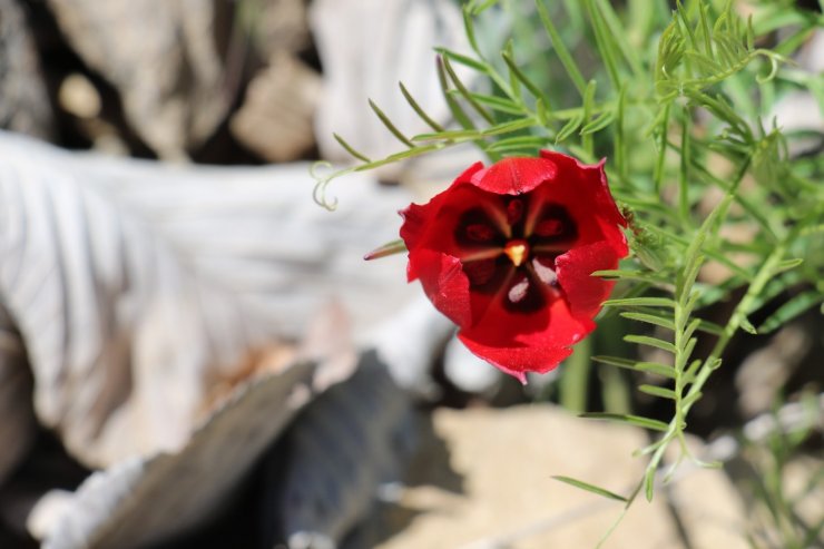 Yılda sadece 15 gün görülen endemik dağ lalesi hayran bırakıyor