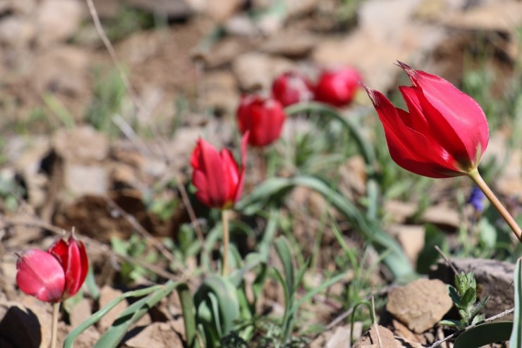 Yılda sadece 15 gün görülen endemik dağ lalesi hayran bırakıyor