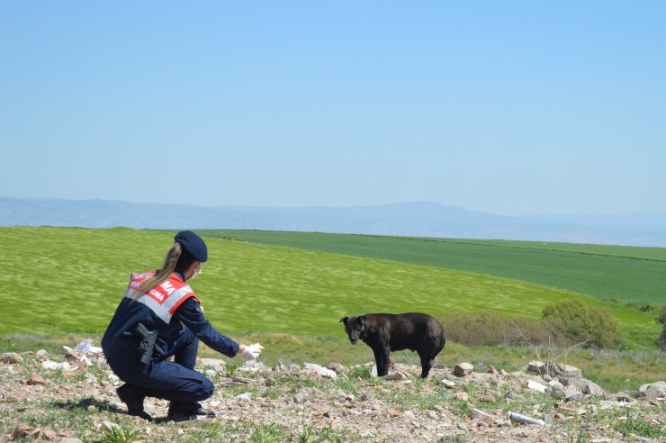 Jandarma yüzlerce sokak hayvanı elleriyle besledi