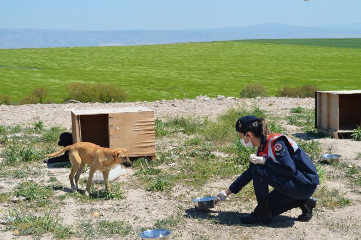 Jandarma yüzlerce sokak hayvanı elleriyle besledi