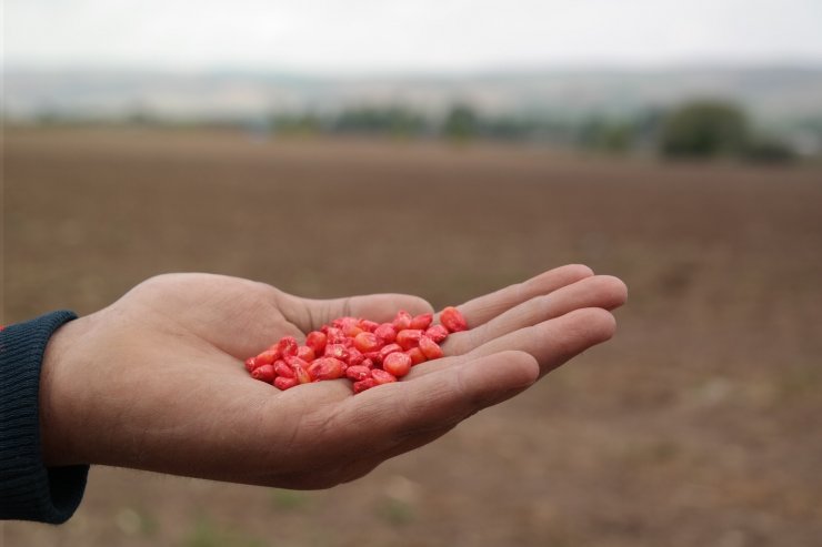 Çiftçiler silajlık mısır ekimine başladı