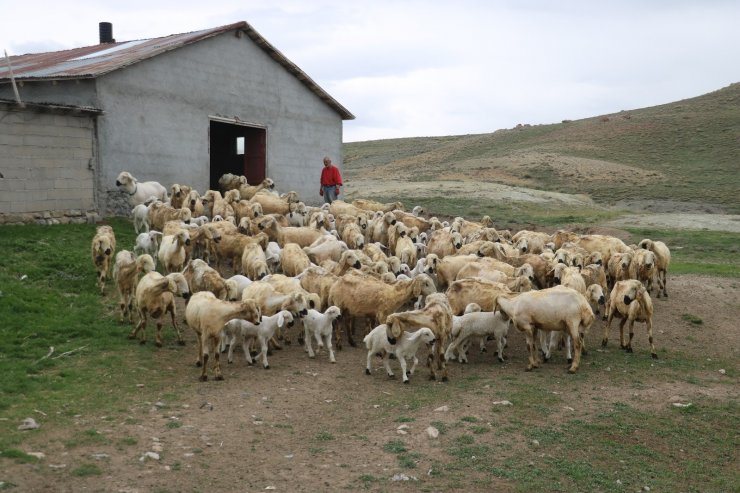 Annelerinin sahiplenmediği kuzuları elleriyle besliyor