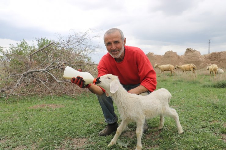 Annelerinin sahiplenmediği kuzuları elleriyle besliyor