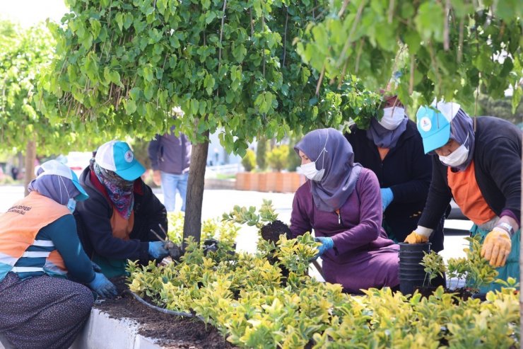 Kavşak ve refüjlerde bahar güzelliği yaşanıyor