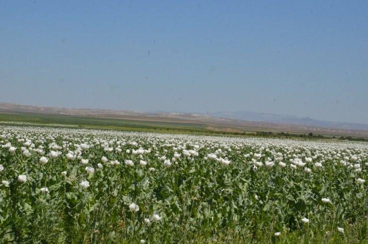 Haşhaş tarlaları görenleri büyüledi