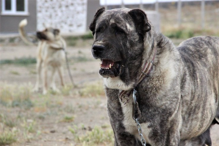 Sivas’ın ünlü kangal köpeğini Karaman’da yetiştiriyor